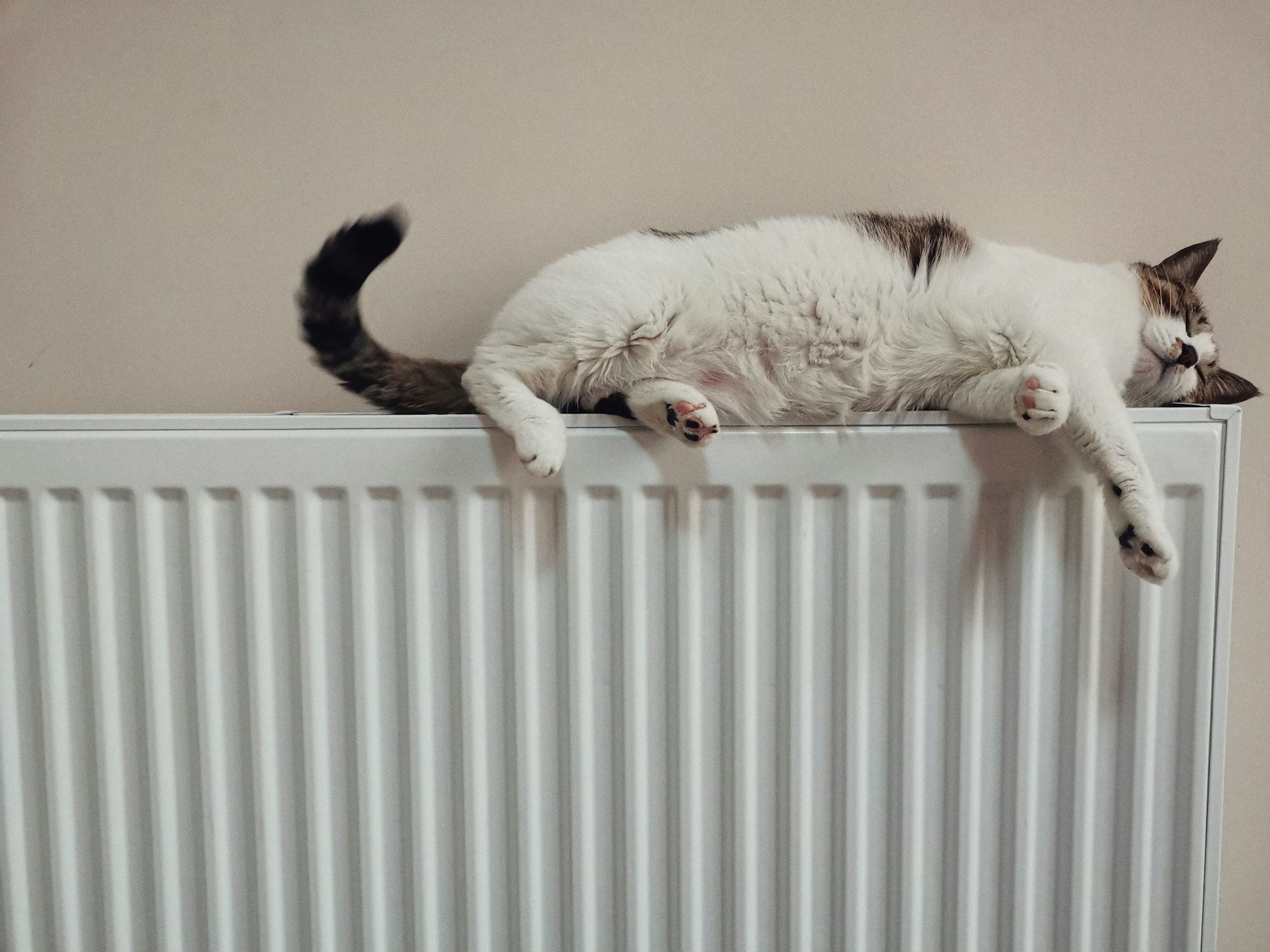 Een kat op een warme radiator